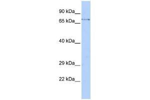 WB Suggested Anti-FBXW8 Antibody Titration: 0.