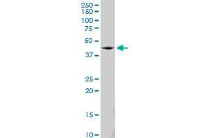 SS18 MaxPab polyclonal antibody. (SS18 抗体  (AA 1-418))