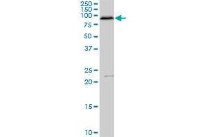 FAF1 MaxPab polyclonal antibody. (FAF1 抗体  (AA 1-650))