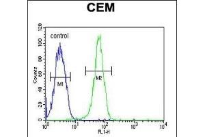 KIF24 Antibody (N-term) (ABIN651907 and ABIN2840447) flow cytometric analysis of CEM cells (right histogram) compared to a negative control cell (left histogram). (KIF24 抗体  (N-Term))