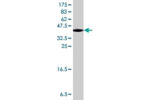 Western Blot detection against Immunogen (35. (ADH5 抗体  (AA 82-165))