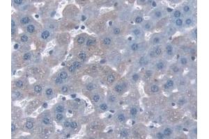 Detection of NQO1 in Mouse Liver Tissue using Polyclonal Antibody to NADH Dehydrogenase, Quinone 1 (NQO1) (NQO1 抗体  (AA 2-274))