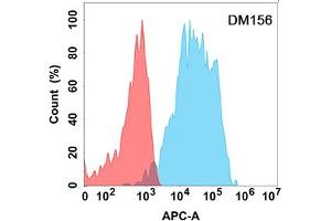 Flow cytometry analysis with Anti-CD200 (DM156) on Expi293 cells transfected with human CD200 (Blue histogram) or Expi293 transfected with irrelevant protein (Red histogram). (CD200 抗体  (AA 31-232))