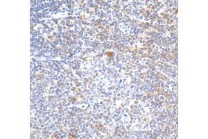 anti-Signal Transducer and Activator of Transcription 5A (STAT5A) (AA 744-794) antibody
