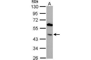 WB Image BMP4 antibody detects BMP4 protein by Western blot analysis. (BMP4 抗体)