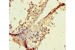 Immunohistochemistry of paraffin-embedded human testis tissue using ABIN7168083 at dilution of 1:100 (RIBC1 抗体  (AA 1-200))