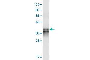 Western Blot detection against Immunogen (31. (HCRTR2 抗体  (AA 1-54))