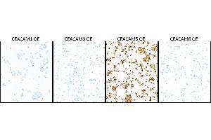 Immunocytochemistry (ICC) image for anti-Carcinoembryonic Antigen-Related Cell Adhesion Molecule 5 (CEACAM5) (AA 35-685) antibody (ABIN7453964) (Recombinant CEACAM5 抗体  (AA 35-685))