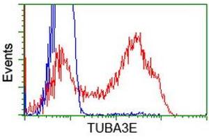 HEK293T cells transfected with either RC209279 overexpress plasmid (Red) or empty vector control plasmid (Blue) were immunostained by anti-TUBA3E antibody (ABIN2453755), and then analyzed by flow cytometry. (TUBA3E 抗体)