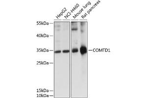 Western blot analysis of extracts of various cell lines, using COMTD1 antibody (ABIN7266132) at 1:1000 dilution. (COMTD1 抗体  (AA 33-262))