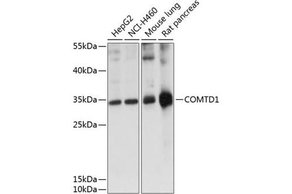 COMTD1 抗体  (AA 33-262)