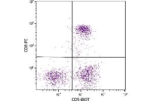 Feline peripheral blood lymphocytes were stained with Mouse Anti-Feline CD5-BIOT. (CD5 抗体  (Biotin))