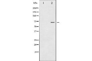 Western Blotting (WB) image for anti-Protein tyrosine Phosphatase, Non-Receptor Type 11 (PTPN11) (pTyr542) antibody (ABIN6256761)
