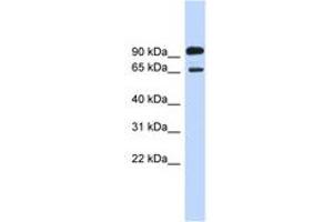 Image no. 1 for anti-Like-Glycosyltransferase (LARGE) (AA 683-732) antibody (ABIN6743423) (LARGE 抗体  (AA 683-732))