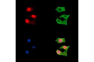 ABIN7096587 and ABIN7100651 staining HepG2 cells by IF/ICC.