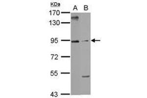 Image no. 1 for anti-Armadillo Repeat Containing 3 (ARMC3) (AA 318-547) antibody (ABIN1496728) (ARMC3 抗体  (AA 318-547))