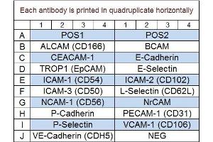 Image no. 1 for Human Adhesion Molecule Array Q1 (3) (ABIN4956042)