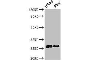Western Blot Positive WB detected in Recombinant protein All lanes: MALD3 antibody at 3. (MARVELD3 抗体  (AA 25-115))