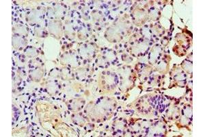 Immunohistochemistry of paraffin-embedded human pancreatic tissue using ABIN7149383 at dilution of 1:100 (GBA3 抗体  (AA 1-162))