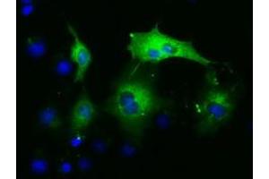 Anti-PAICS mouse monoclonal antibody (ABIN2453416) immunofluorescent staining of COS7 cells transiently transfected by pCMV6-ENTRY PAICS (RC215225). (PAICS 抗体)