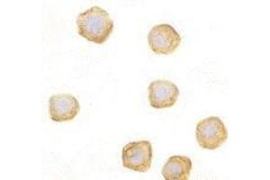 Immunocytochemistry of CARD10 in EL4 cells with AP30183PU-N CARD10 antibody at 10 μg/ml. (CARD10 抗体)