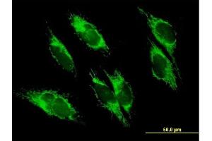 Immunofluorescence of purified MaxPab antibody to UQCRC1 on HepG2 cell. (UQCRC1 抗体  (AA 1-480))
