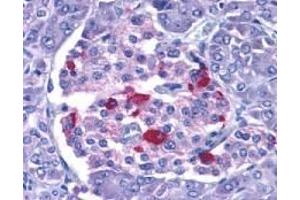Immunohistochemistry of EndoG in human pancreas with EndoG antibody at 15 μg/ml. (Endonuclease G 抗体)