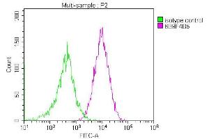 Overlay histogram showing Jurkat cells stained with ABIN7147181 (red line) at 1:200. (CD81 抗体)