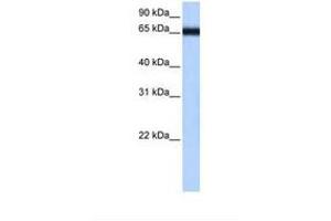 Image no. 1 for anti-Zinc Finger Protein 14 Homolog (ZFP14) (AA 179-228) antibody (ABIN6738766) (ZFP14 抗体  (AA 179-228))