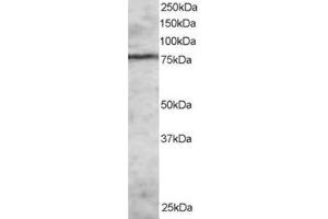 Image no. 1 for anti-Enhancer of Zeste Homolog 1 (EZH1) (N-Term) antibody (ABIN374284) (EZH1 抗体  (N-Term))