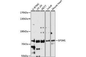 Western blot analysis of extracts of various cell lines, using GPSM1 antibody (ABIN6132134, ABIN6141363, ABIN6141364 and ABIN6224758) at 1:3000 dilution. (GPSM1 抗体  (AA 158-457))