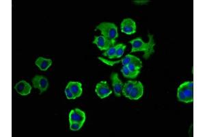 Immunofluorescence (IF) image for anti-NODAL Modulator 1 (NOMO1) (AA 918-1044) antibody (ABIN7161669)