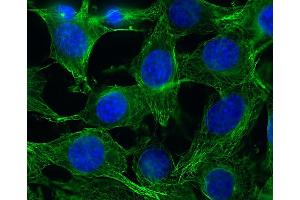 Immunocytochemistry (ICC) image for anti-alpha Tubulin (TUBA1) (AA 419-435) antibody (ABIN1742547) (alpha Tubulin 抗体  (AA 419-435))