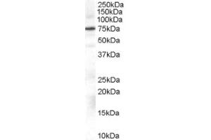 Image no. 1 for anti-Adrenergic, Beta, Receptor Kinase 1 (ADRBK1) (Internal Region) antibody (ABIN374657) (GRK2 抗体  (Internal Region))