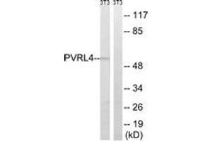 Western blot analysis of extracts from NIH-3T3 cells, using PVRL4 Antibody.