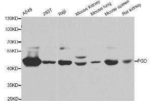 Western blot analysis of extracts of various cell lines, using PGD antibody. (PGD 抗体)