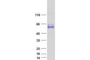 Western Blotting (WB) image for Synaptotagmin I (SYT1) (Transcript Variant 3) protein (Myc-DYKDDDDK Tag) (ABIN2733067)