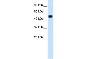 Western Blotting (WB) image for anti-Chloride Channel, Voltage-Sensitive 6 (CLCN6) (C-Term) antibody (ABIN630094)