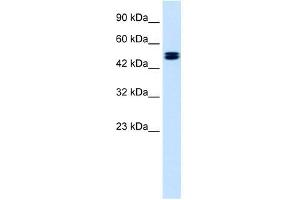 CLCN6 antibody used at 1. (CLCN6 抗体  (C-Term))