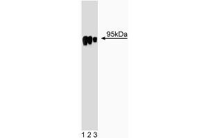 Western blot analysis of HIF-1beta on Jurkat cell lysate. (ARNT 抗体  (AA 461-574))