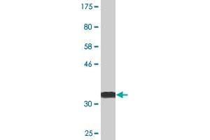 Western Blot detection against Immunogen (36. (CDC20B 抗体  (AA 416-515))