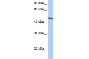 WB Suggested Anti-NXF3 Antibody Titration:  0.