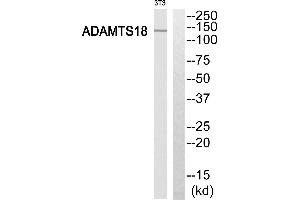 Western blot analysis of extracts from 3T3 cells, using ADAMTS18 antibody.