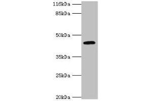 Western blot All lanes: USP12 antibody at 2 μg/mL + Mouse liver tissue Secondary Goat polyclonal to rabbit IgG at 1/10000 dilution Predicted band size: 43 kDa Observed band size: 43 kDa (USP12 抗体  (C-Term))