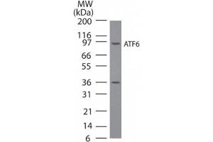 ATF6 Western Blot. (ATF6 抗体  (N-Term))