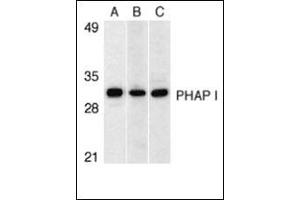 Western blot analysis of PHAP I expression in human Raji cell (A), mouse (B) and rat (C) testis tissue llysates with this product at 1 μg/ml. (PHAP1 抗体  (C-Term))