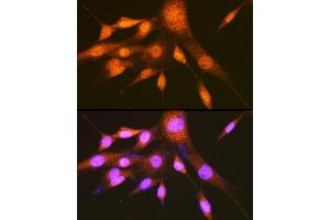 Immunofluorescence (IF) image for anti-Poly(rC) Binding Protein 2 (PCBP2) (AA 1-130) antibody (ABIN3023340)
