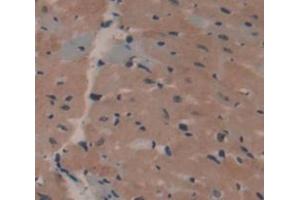 Used in DAB staining on fromalin fixed paraffin- embedded Kidney tissue (APOA1BP 抗体  (AA 54-282))
