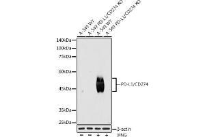 Western blot analysis of extracts from wild type (WT) and PD-L1/CD274 knockout (KO) A-549,A-549+IFNG cells, using PD-L1/CD274 antibody (ABIN7266178) at 1:1000 dilution. (PD-L1 抗体)