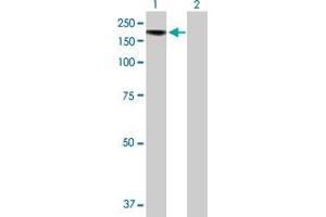 Western Blot analysis of BRPF1 expression in transfected 293T cell line by BRPF1 MaxPab polyclonal antibody.